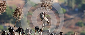 California Wildlife Series - California Quail Male - Callipepla californica