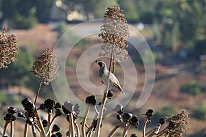 California Wildlife Series - California Quail Male - Callipepla californica