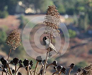 California Wildlife Series - California Quail Male - Callipepla californica