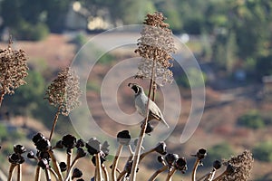 California Wildlife Series - California Quail Male - Callipepla californica