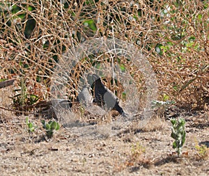 California Wildlife Series - California Quail Male and Female - Callipepla californica