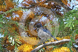 California Wildlife Series - California Scrub Jay - Aphelocoma californica