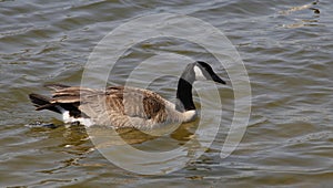 California Wildlife Series - Canada Goose - Lake Murray Community Park - Branta canadensis