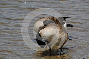 California Wildlife Series - Canada Goose - Lake Murray Community Park - Branta canadensis