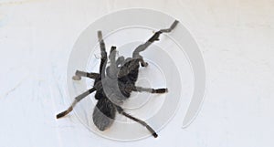 California Wildlife Series - Closeup of Tarantula - Aphonopelma eutylenum