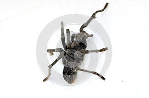 California Wildlife Series - Closeup of Tarantula - Aphonopelma eutylenum