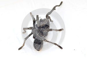 California Wildlife Series - Closeup of Tarantula - Aphonopelma eutylenum