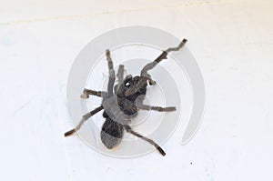 California Wildlife Series - Closeup of Tarantula - Aphonopelma eutylenum