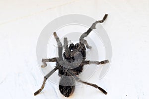 California Wildlife Series - Closeup of Tarantula - Aphonopelma eutylenum