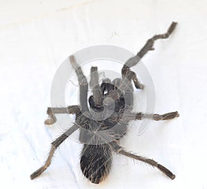 California Wildlife Series - Closeup of Tarantula - Aphonopelma eutylenum