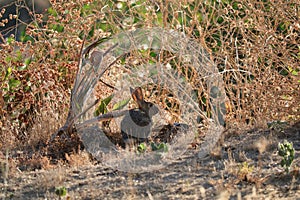 California Wildlife Series - Desert Cottontail Rabbit - Easter Bunny - Sylvilagus audubonii