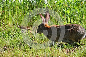 California Wildlife Series - Desert Cottontail Rabbit in the Spring grass - Sylvilagus audubonii