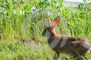 California Wildlife Series - Desert Cottontail Rabbit in the Spring grass - Sylvilagus audubonii