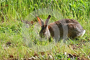 California Wildlife Series - Desert Cottontail Rabbit in the Spring grass - Sylvilagus audubonii