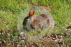 California Wildlife Series - Desert Cottontail Rabbit in the Spring grass - Sylvilagus audubonii