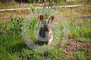 California Wildlife Series - Desert Cottontail Rabbit in the Spring grass - Sylvilagus audubonii