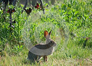 California Wildlife Series - Desert Cottontail Rabbit in the Spring grass - Sylvilagus audubonii