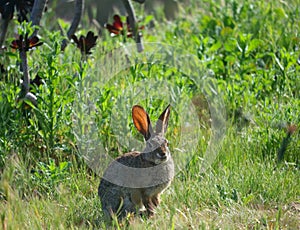 California Wildlife Series - Desert Cottontail Rabbit in the Spring grass - Sylvilagus audubonii
