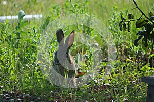 California Wildlife Series - Desert Cottontail Rabbit in the Spring grass - Sylvilagus audubonii