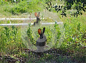 California Wildlife Series - Desert Cottontail Rabbit in the Spring grass - Sylvilagus audubonii