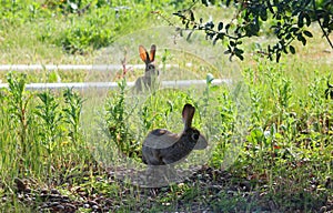 California Wildlife Series - Desert Cottontail Rabbit in the Spring grass - Sylvilagus audubonii