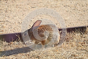 California Wildlife Series - Desert Cottontail Rabbit - Sylvilagus audubonii
