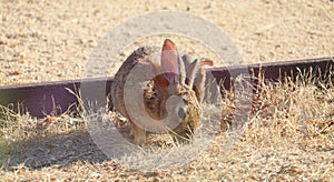 California Wildlife Series - Desert Cottontail Rabbit - Sylvilagus audubonii