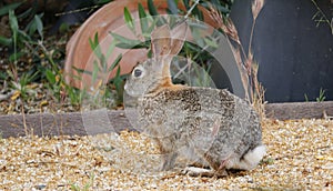 California Wildlife Series - Desert Cottontail Rabbit - Sylvilagus audubonii