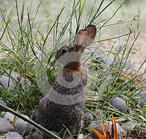 California Wildlife Series - Desert Cottontail Rabbit - Sylvilagus audubonii