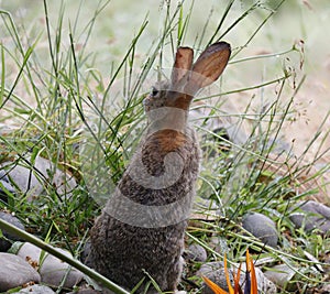 California Wildlife Series - Desert Cottontail Rabbit - Sylvilagus audubonii