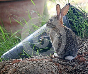 California Wildlife Series - Desert Cottontail Rabbit - Sylvilagus audubonii - Easter Bunny