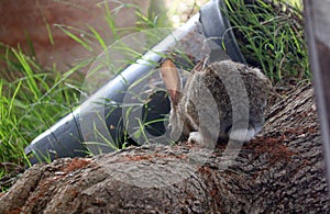 California Wildlife Series - Desert Cottontail Rabbit - Sylvilagus audubonii - Easter Bunny