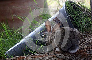 California Wildlife Series - Desert Cottontail Rabbit - Sylvilagus audubonii - Easter Bunny