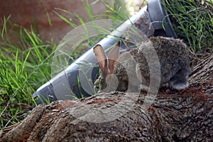 California Wildlife Series - Desert Cottontail Rabbit - Sylvilagus audubonii - Easter Bunny