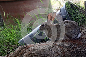 California Wildlife Series - Desert Cottontail Rabbit - Sylvilagus audubonii - Easter Bunny