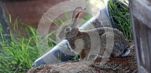 California Wildlife Series - Desert Cottontail Rabbit - Sylvilagus audubonii - Easter Bunny