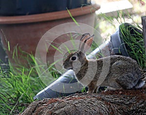 California Wildlife Series - Desert Cottontail Rabbit - Sylvilagus audubonii - Easter Bunny