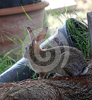 California Wildlife Series - Desert Cottontail Rabbit - Sylvilagus audubonii - Easter Bunny