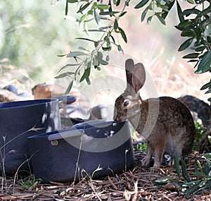 California Wildlife Series - Desert Cottontail Rabbit - Sylvilagus audubonii - Easter Bunny