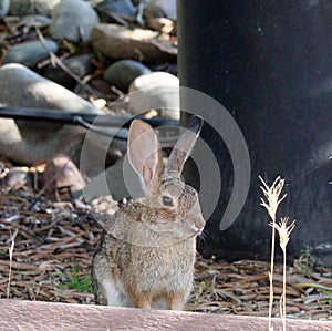 California Wildlife Series - Desert Cottontail Rabbit - Sylvilagus audubonii - Easter Bunny