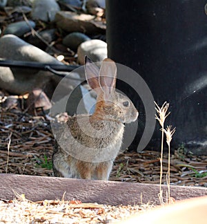 California Wildlife Series - Desert Cottontail Rabbit - Sylvilagus audubonii - Easter Bunny