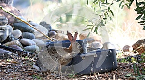 California Wildlife Series - Desert Cottontail Rabbit - Sylvilagus audubonii - Easter Bunny