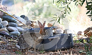 California Wildlife Series - Desert Cottontail Rabbit - Sylvilagus audubonii - Easter Bunny