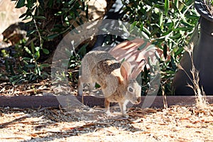 California Wildlife Series - Desert Cottontail Rabbit - Sylvilagus audubonii - Easter Bunny