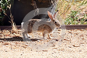 California Wildlife Series - Desert Cottontail Rabbit - Sylvilagus audubonii - Easter Bunny