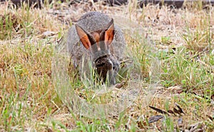 California Wildlife Series - Desert Cottontail Rabbit - Sylvilagus audubonii photo