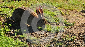 California Wildlife Series - Desert Cottontail - Sylvilagus audubonii