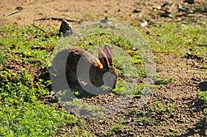 California Wildlife Series - Desert Cottontail - Sylvilagus audubonii