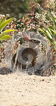 California Wildlife Series - Desert Cottontail - Sylvilagus audubonii