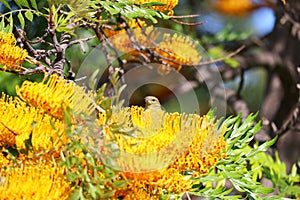 California Wildlife Series - female Hooded Oriole in Silky Oak Tree - Haemorhous mexicanus